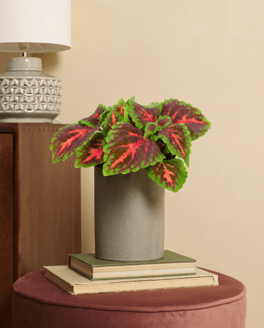 Coleus Buntnessel Franklin Street