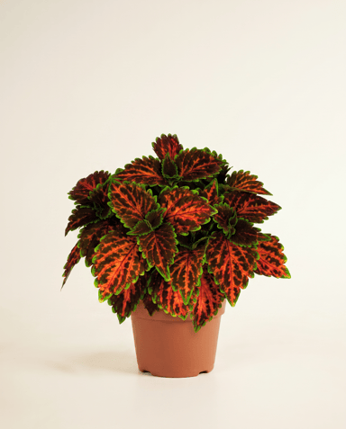 Coleus Buntnessel Magnificent Mile