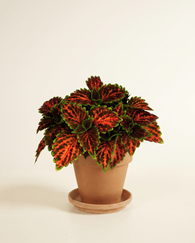 Coleus Buntnessel Magnificent Mile