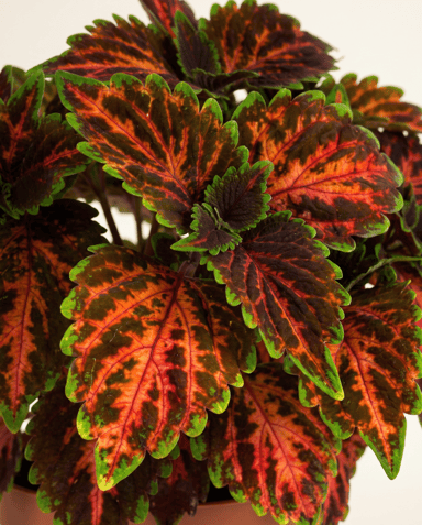 Coleus Buntnessel Magnificent Mile