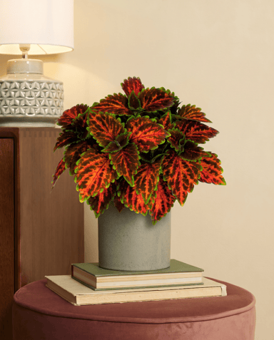 Coleus Buntnessel Magnificent Mile