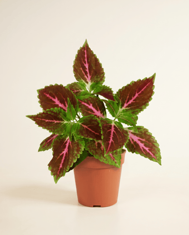 Coleus Buntnessel Pink Diamond