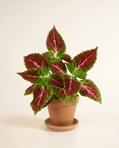 Coleus Buntnessel Pink Diamond