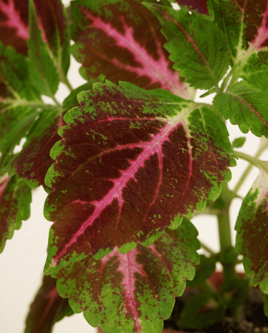 Coleus Buntnessel Pink Diamond