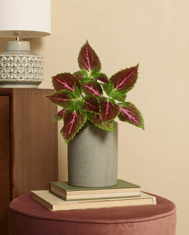 Coleus Buntnessel Pink Diamond
