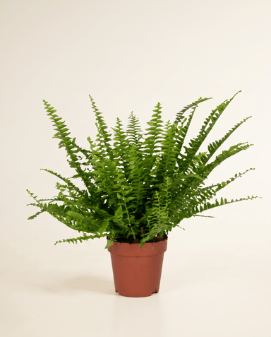 Nephrolepis Schwertfarn Green Lady