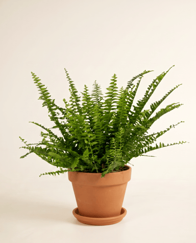 Nephrolepis Schwertfarn Green Lady