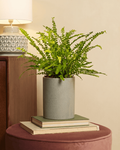 Nephrolepis Schwertfarn Green Lady