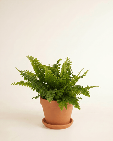 Nephrolepis Schwertfarn Green Lady