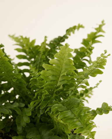 Nephrolepis Schwertfarn Green Lady