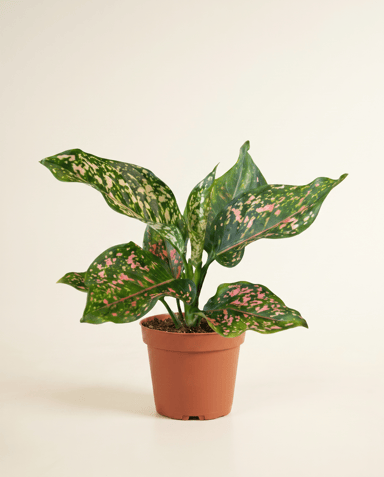 Aglaonema Kolbenfaden Pink Leopard