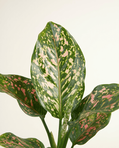 Aglaonema Kolbenfaden Pink Leopard