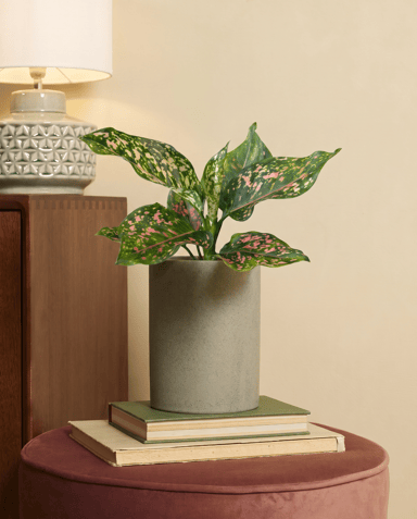 Aglaonema Kolbenfaden Pink Leopard