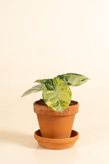 Alocasia Pfeilblätter Ninja Tricolor