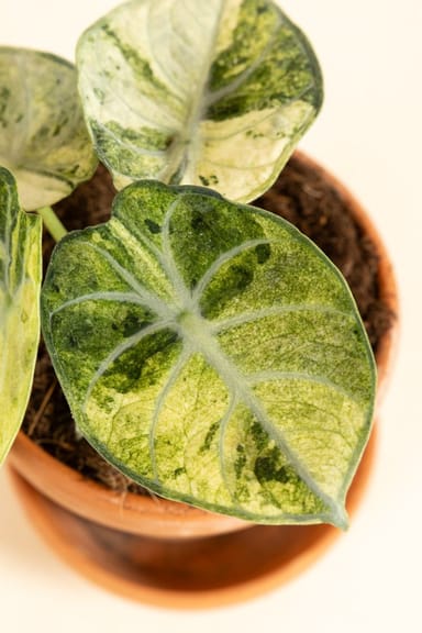 Alocasia Pfeilblätter Ninja Tricolor
