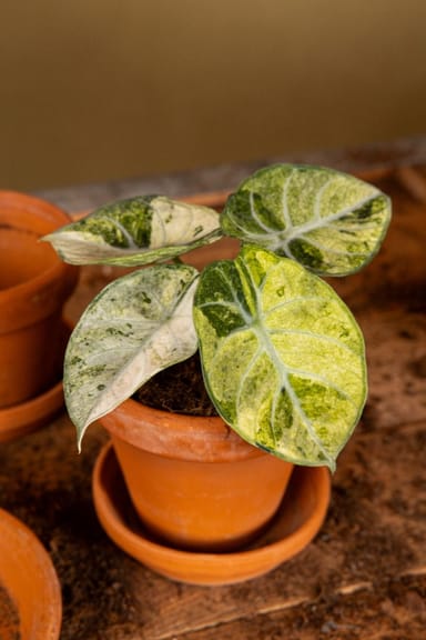 Alocasia Pfeilblätter Ninja Tricolor
