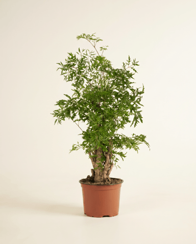 Polyscias Ming aralia Ming