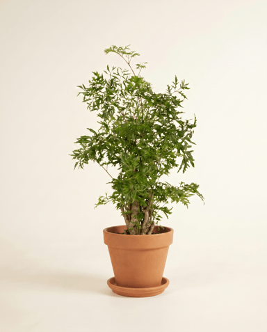 Polyscias Ming aralia Ming
