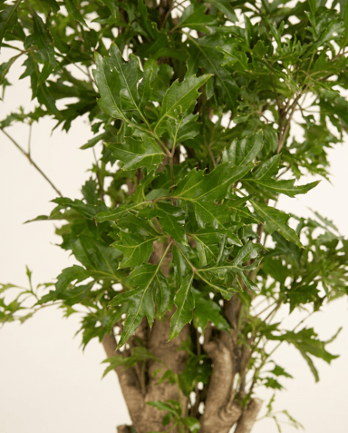 Polyscias Ming aralia Ming