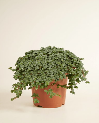 Pilea Pfannkuchenpflanze Glaucophylla Greyzy