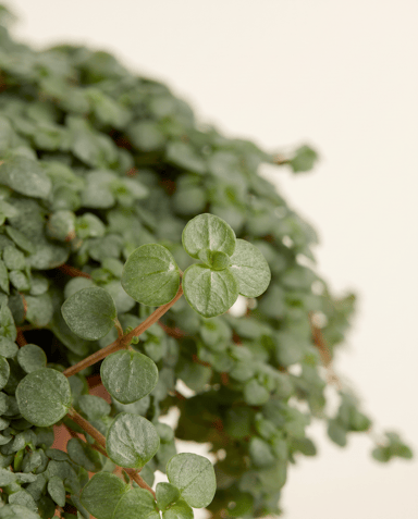 Pilea Pfannkuchenpflanze Glaucophylla Greyzy