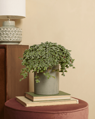 Pilea Pfannkuchenpflanze Glaucophylla Greyzy