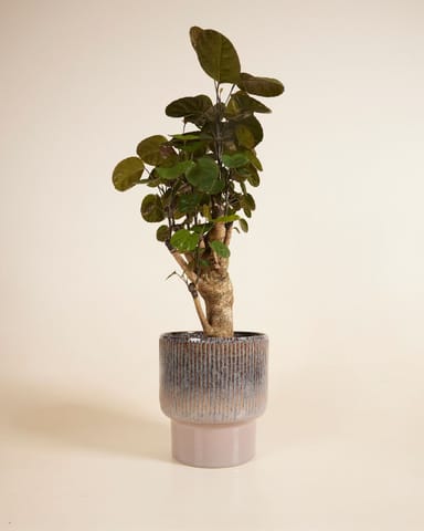 Jade Topf Braun Ø 19 cm