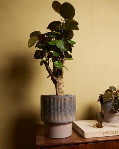 Jade Topf Braun Ø 19 cm