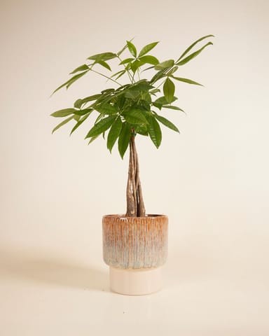 Jade Topf Grün Ø 19 cm