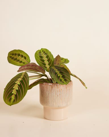Jade Topf Grün Ø 12 cm