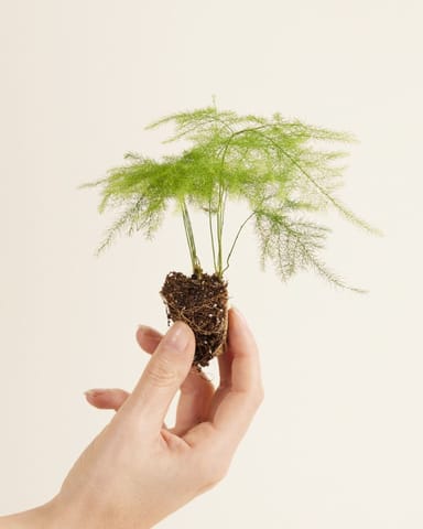 Baby Asparagus Zier-Spargel Fern