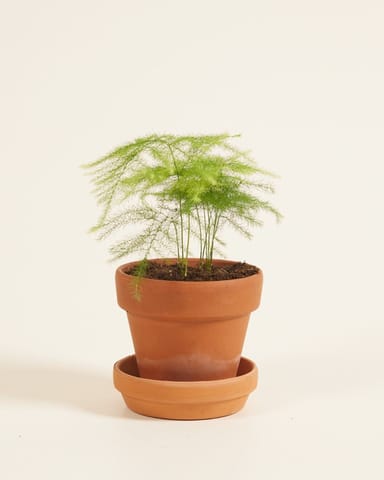 Baby Asparagus Zier-Spargel Fern