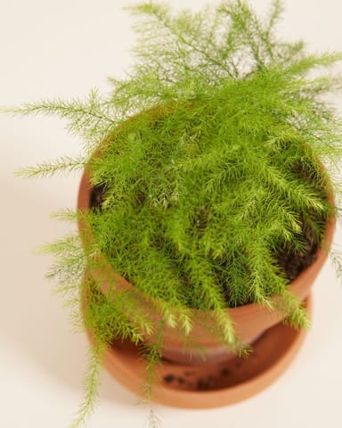 Baby Asparagus Zier-Spargel Fern