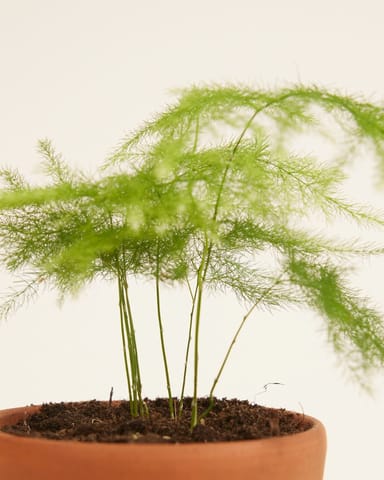 Baby Asparagus Zier-Spargel Fern