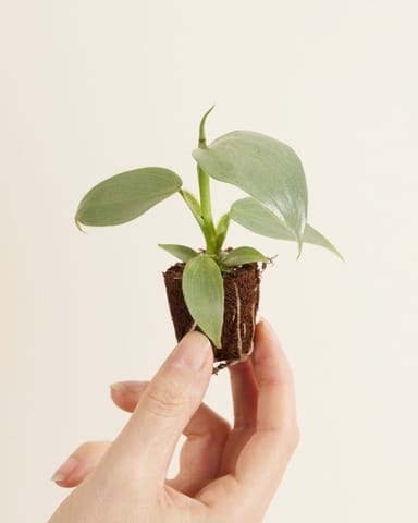 Baby Philodendron Baumfreund Hastatum Silver Sword