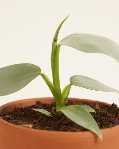 Baby Philodendron Baumfreund Hastatum Silver Sword