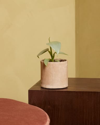 Baby Philodendron Baumfreund Hastatum Silver Sword