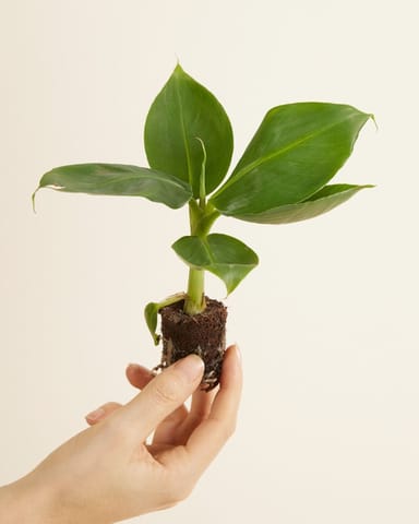 Baby Musa Dwarf Cavendish Bananenpflanze  Bananenpflanze