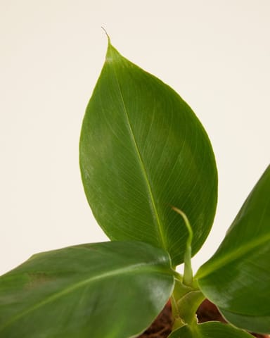 Baby Musa Dwarf Cavendish Bananenpflanze  Bananenpflanze