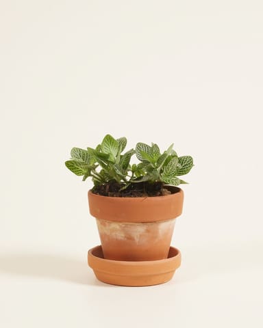 Baby Fittonia Nerve plant Verschaffeltii