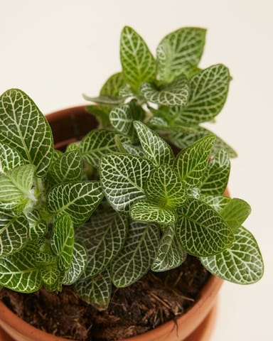 Baby Fittonia Nerve plant Verschaffeltii