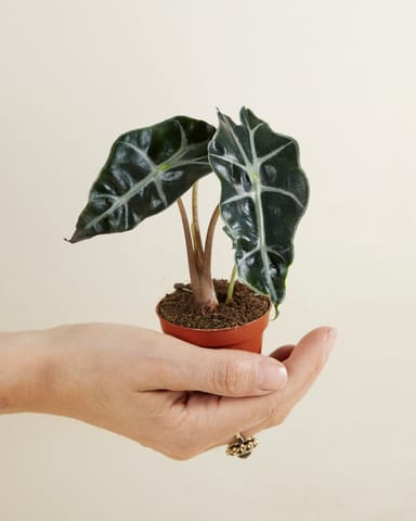 Baby Alocasia Elefantenohr Polly