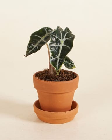 Baby Alocasia Elefantenohr Polly