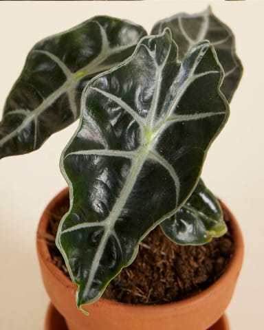 Baby Alocasia Elefantenohr Polly