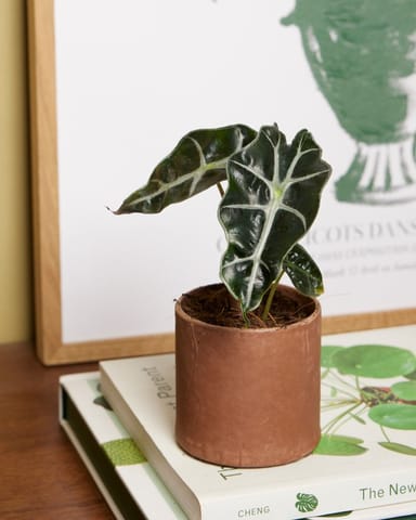 Baby Alocasia Elefantenohr Polly
