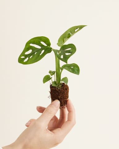 Baby Monstera Adansonii Fensterblatt Monkey Mask