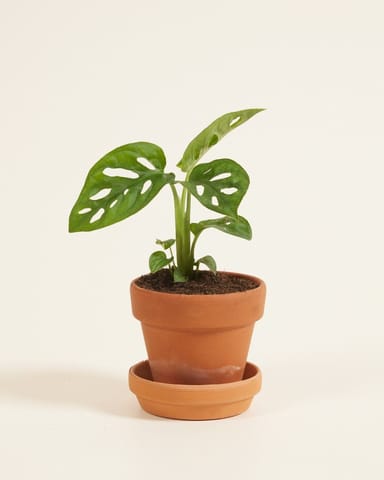 Baby Monstera Adansonii Fensterblatt Monkey Mask