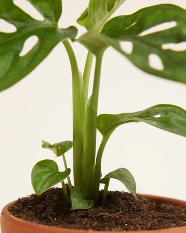 Baby Monstera Adansonii Fensterblatt Monkey Mask
