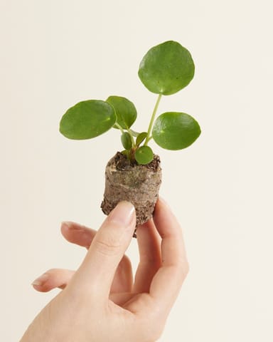 Baby Pilea Peperomioides Ufopflanze Pfannkuchenpflanze