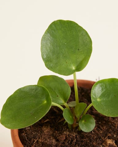 Baby Pilea Peperomioides Ufopflanze Pfannkuchenpflanze
